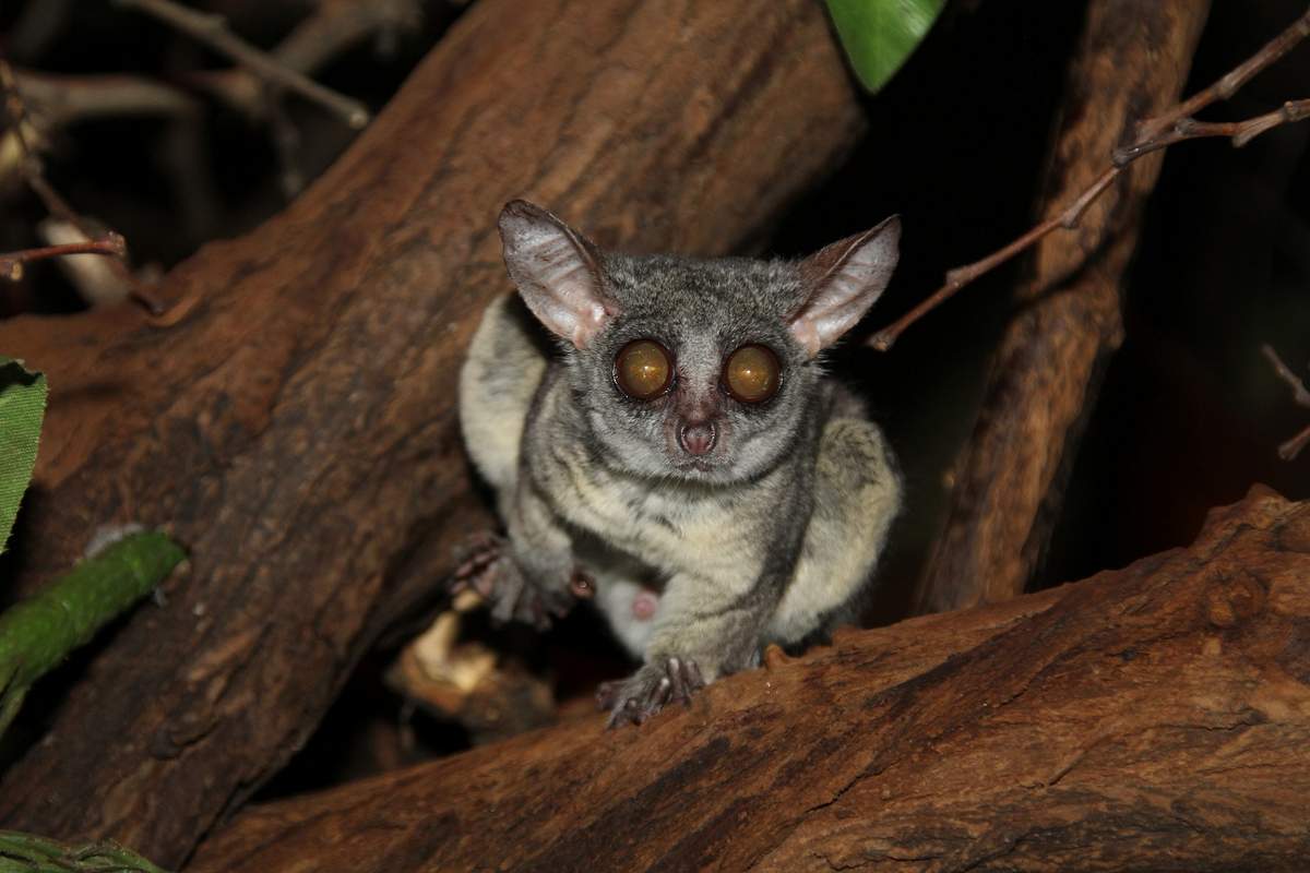 The Bush Babies