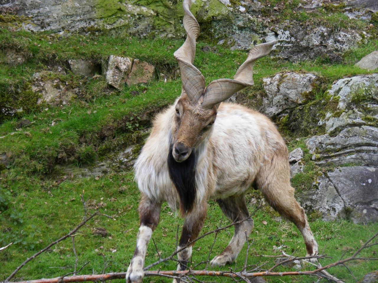 Markhor