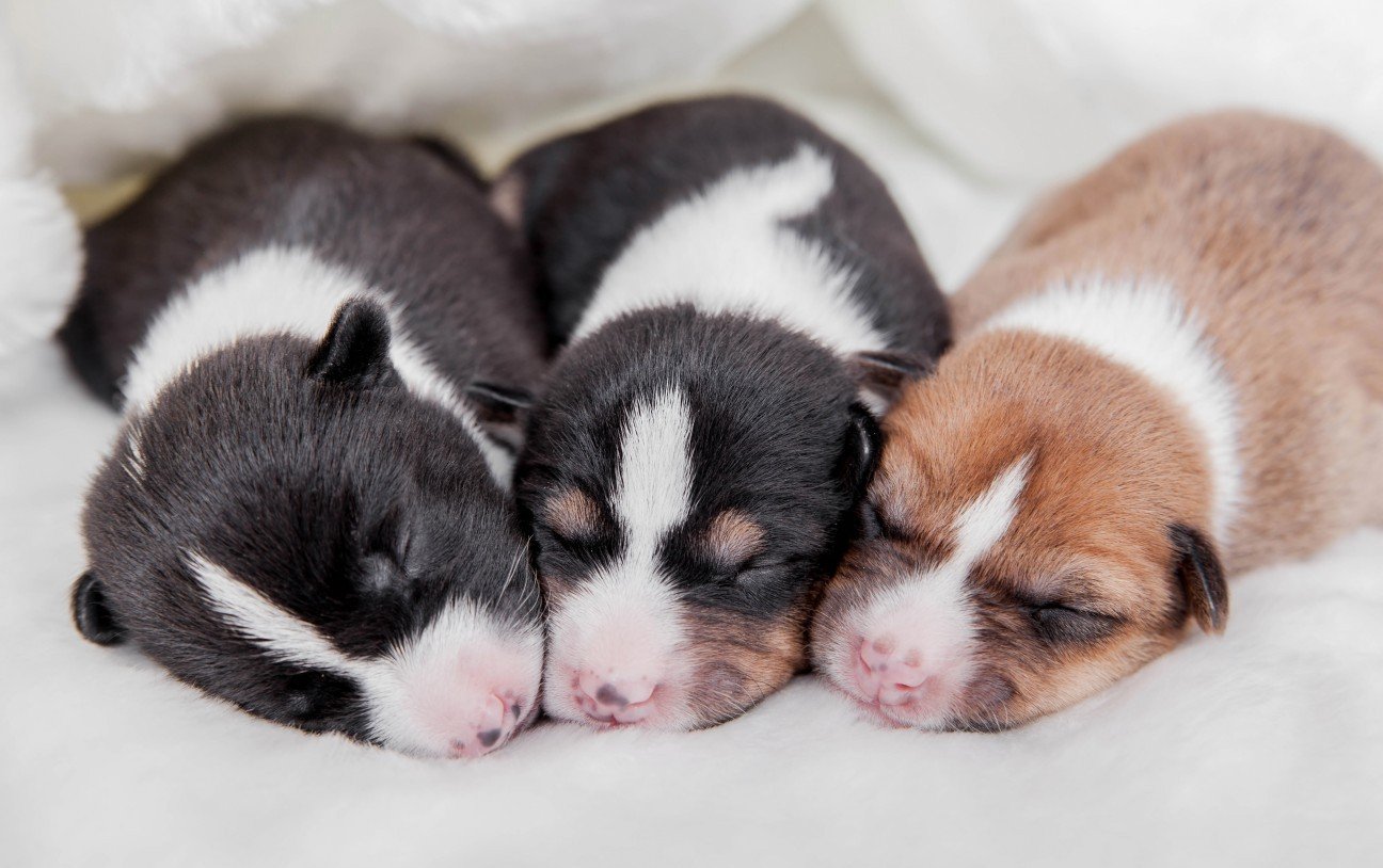 Puppies are born deaf and blind