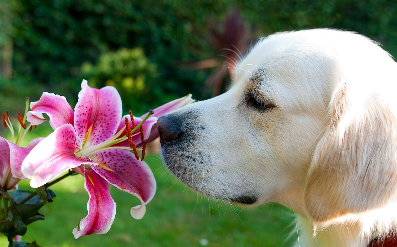 Your Dog’s Sense of Smell is 1,000 to 10 Million Times Better Than Yours