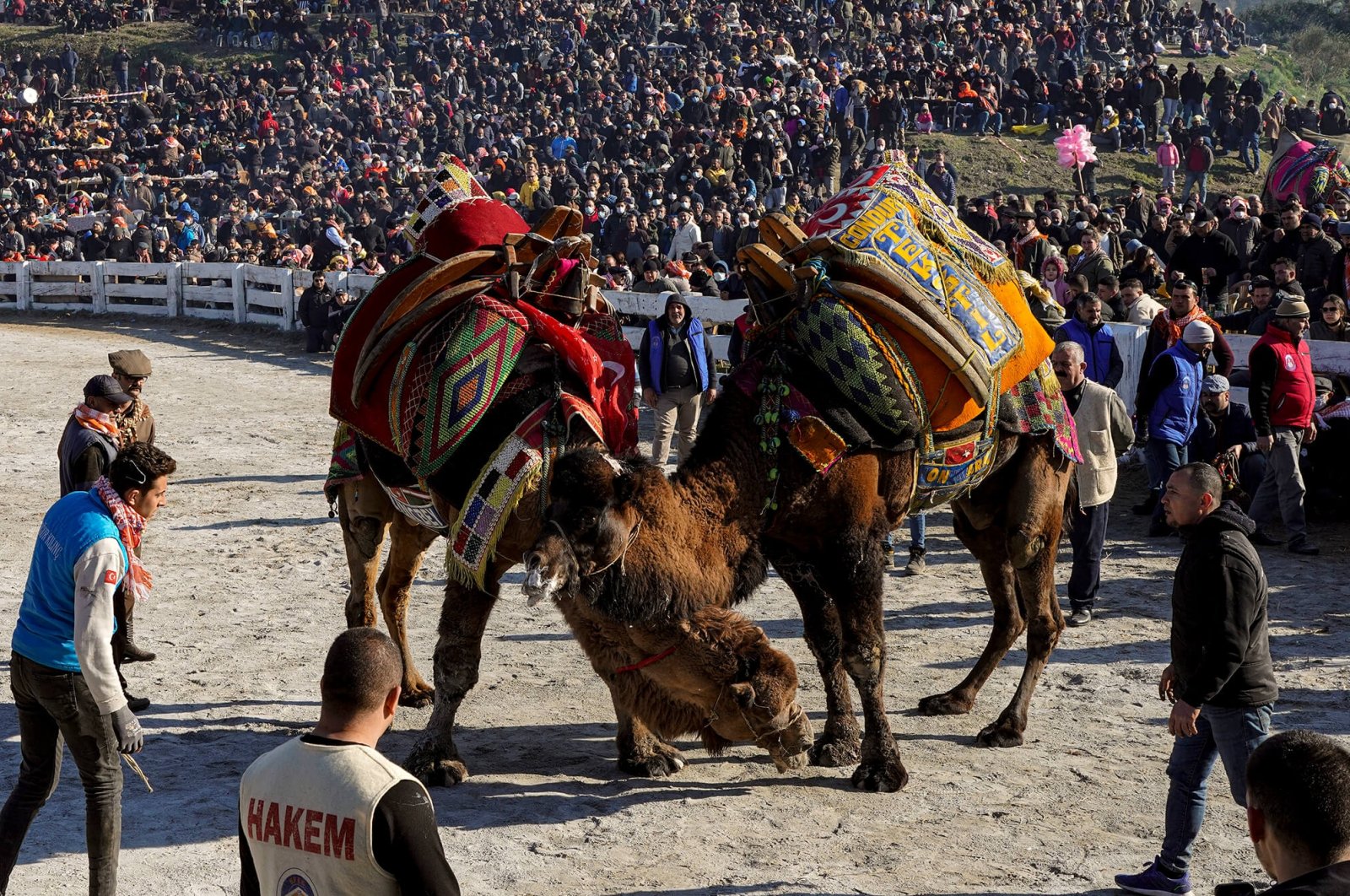 Camel Wrestling In Turkey