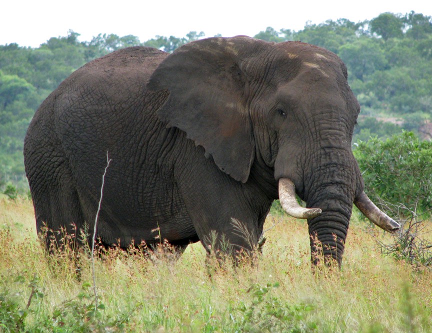 The African Bush Elephant