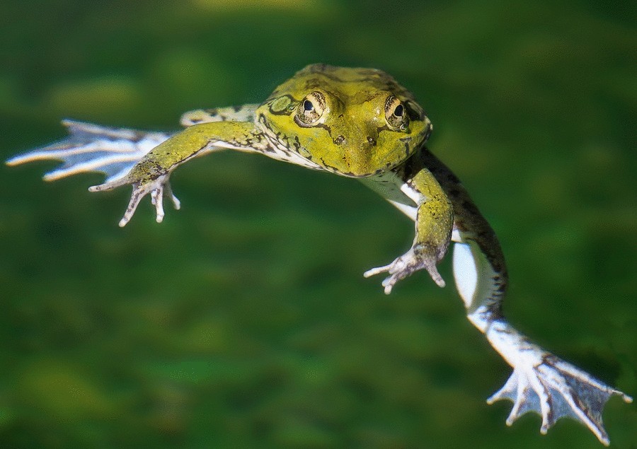 Wallace’s flying frog