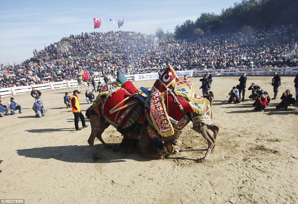 Camel Wrestling In Turkey