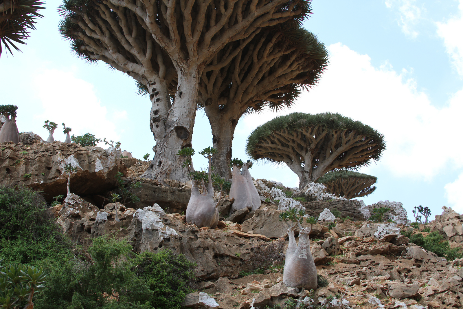 Socotra, Republic of Yemen