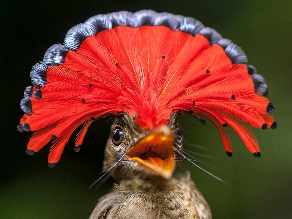 Amazonian Royal Flycatcher