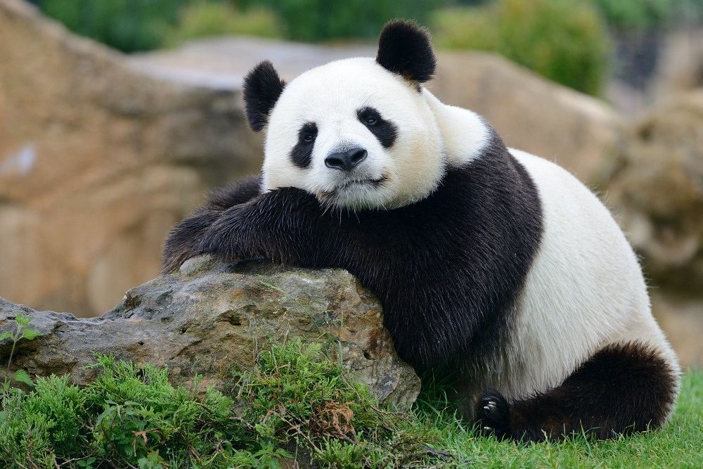 Panda