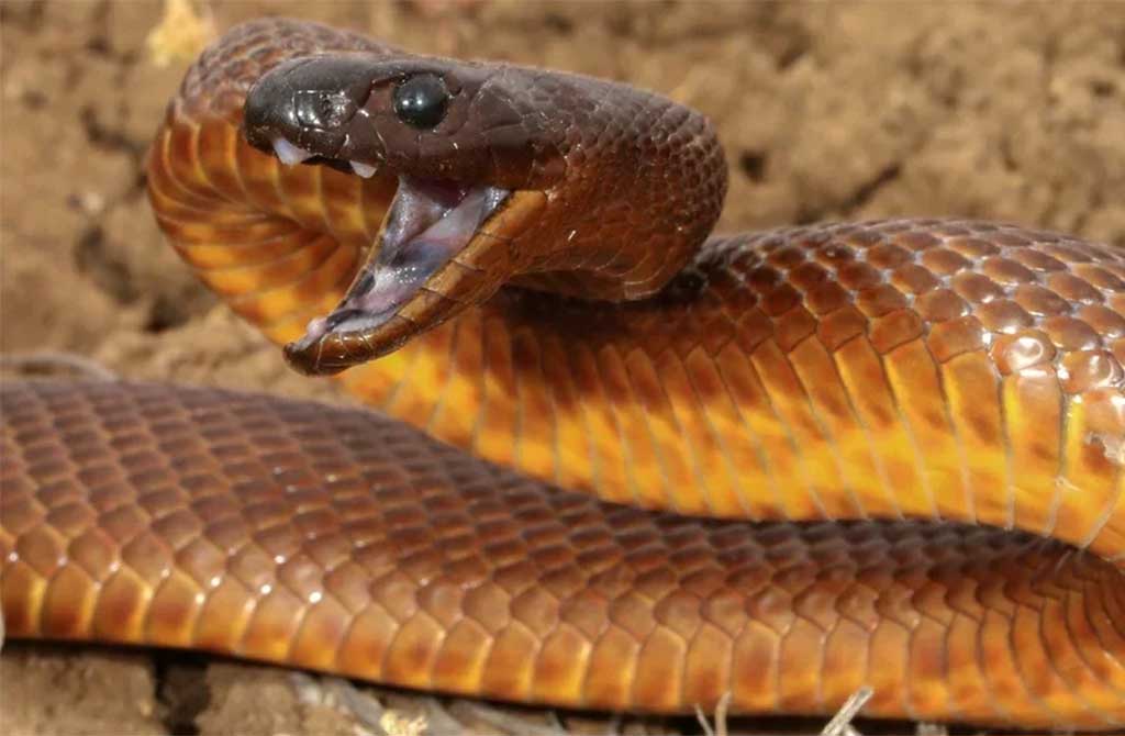 Inland Taipan