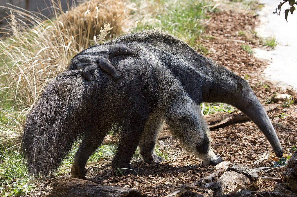 Giant anteater