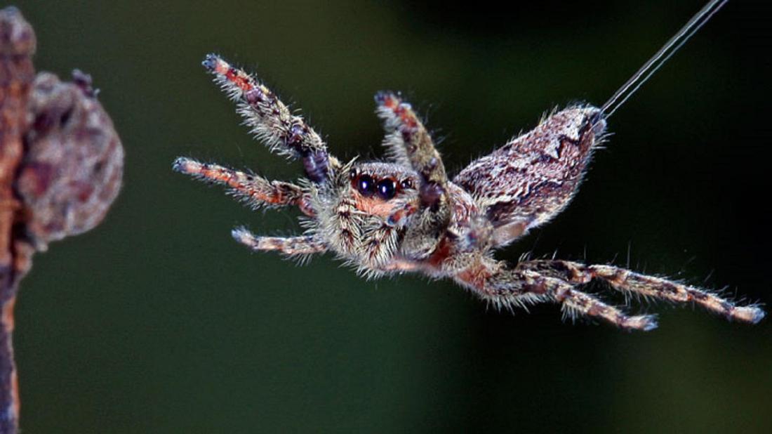 Ballooning spiders