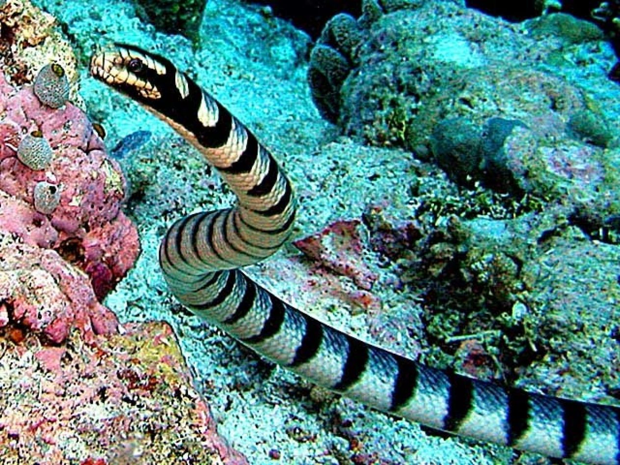  Sea Snakes