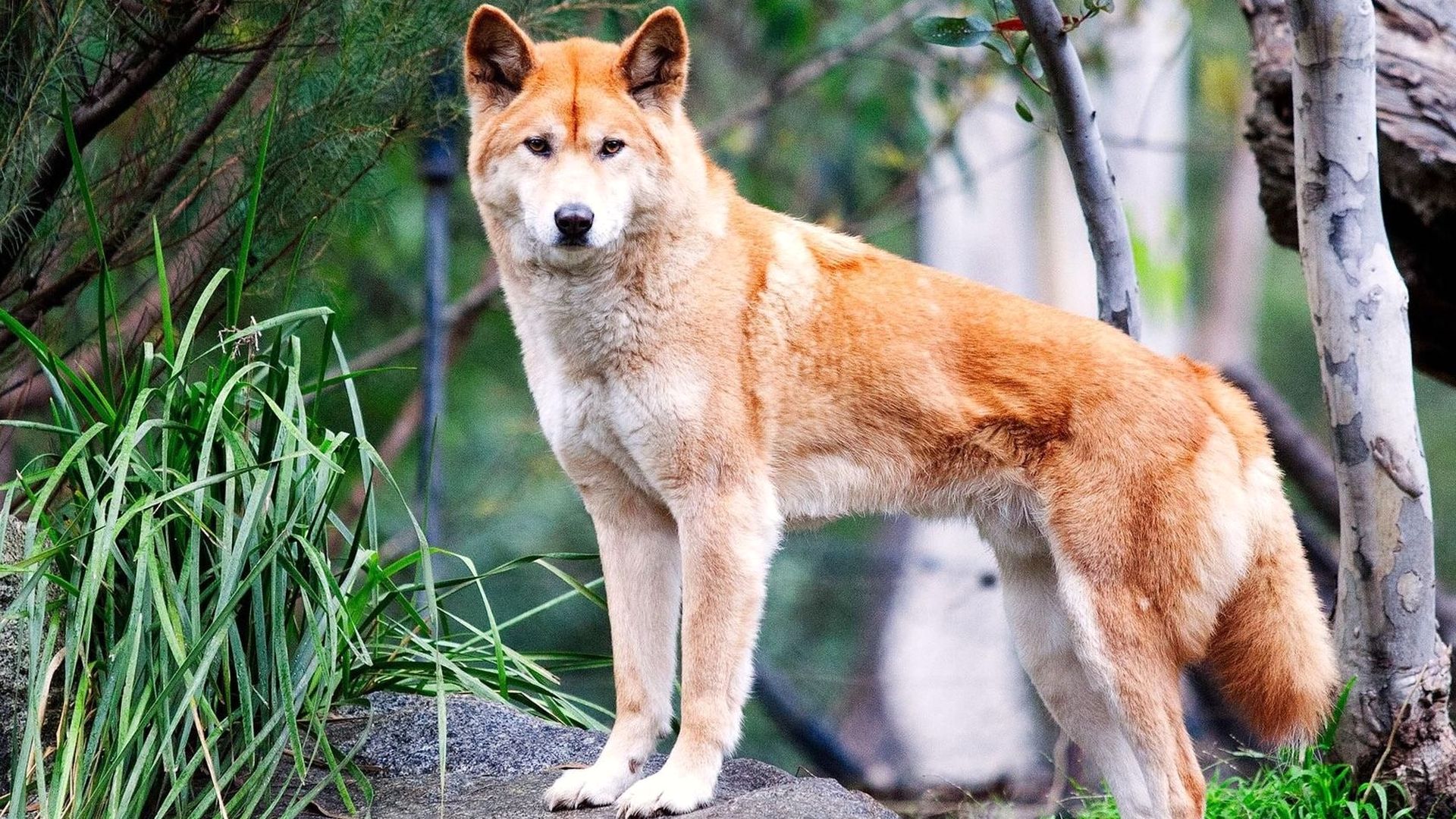 Dingo