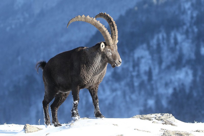 Bucardo – Mountain Goat