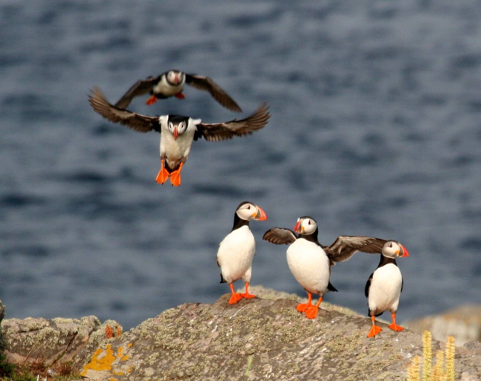 Puffins