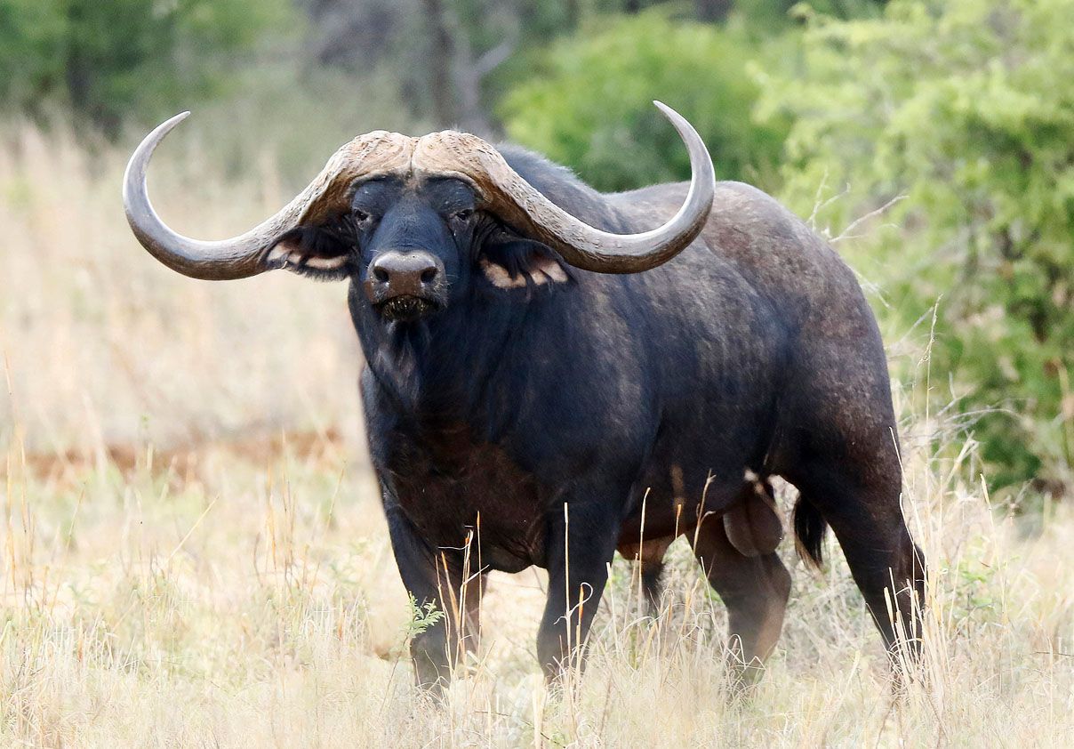 Cape buffalo