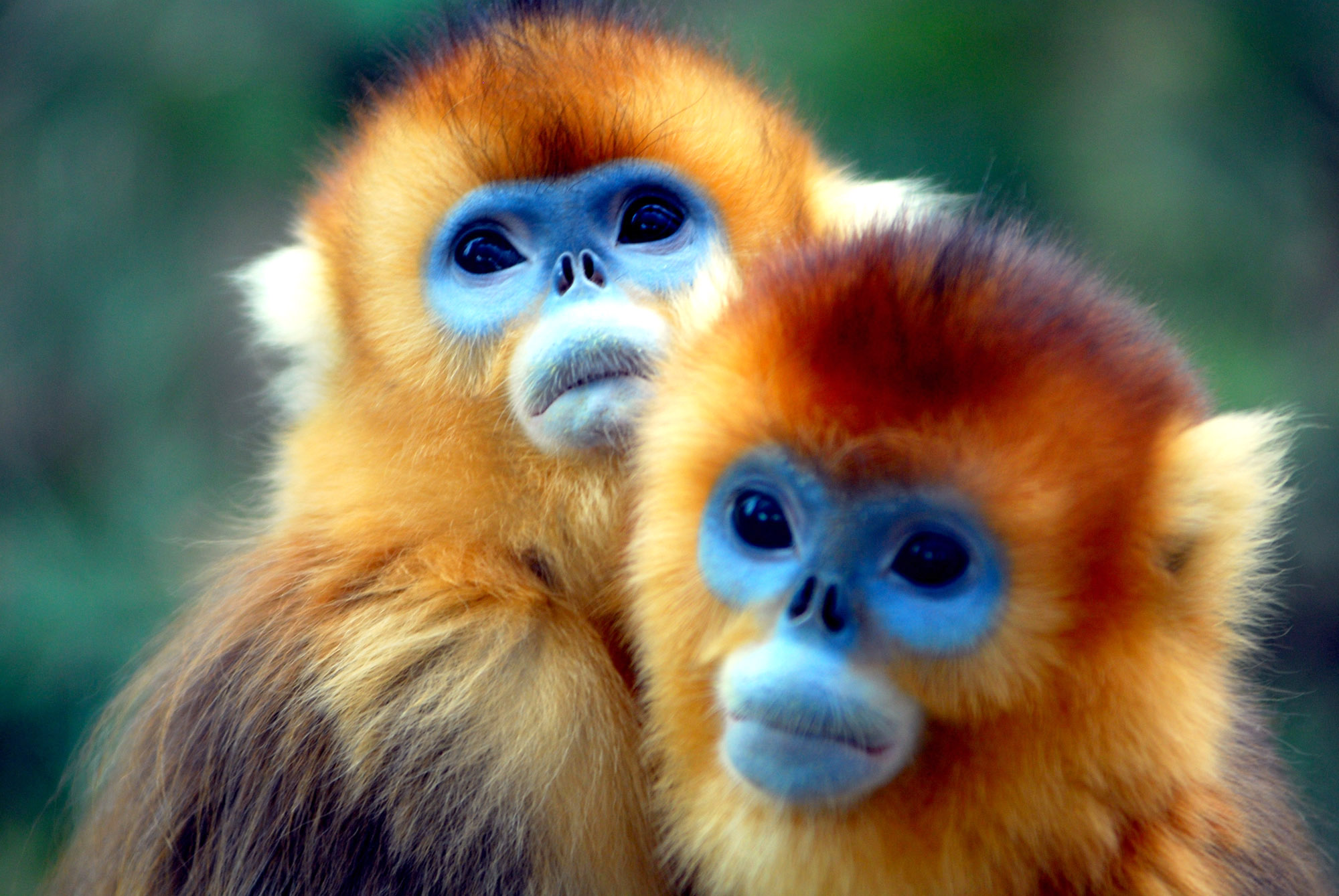 Snub-nosed Monkey