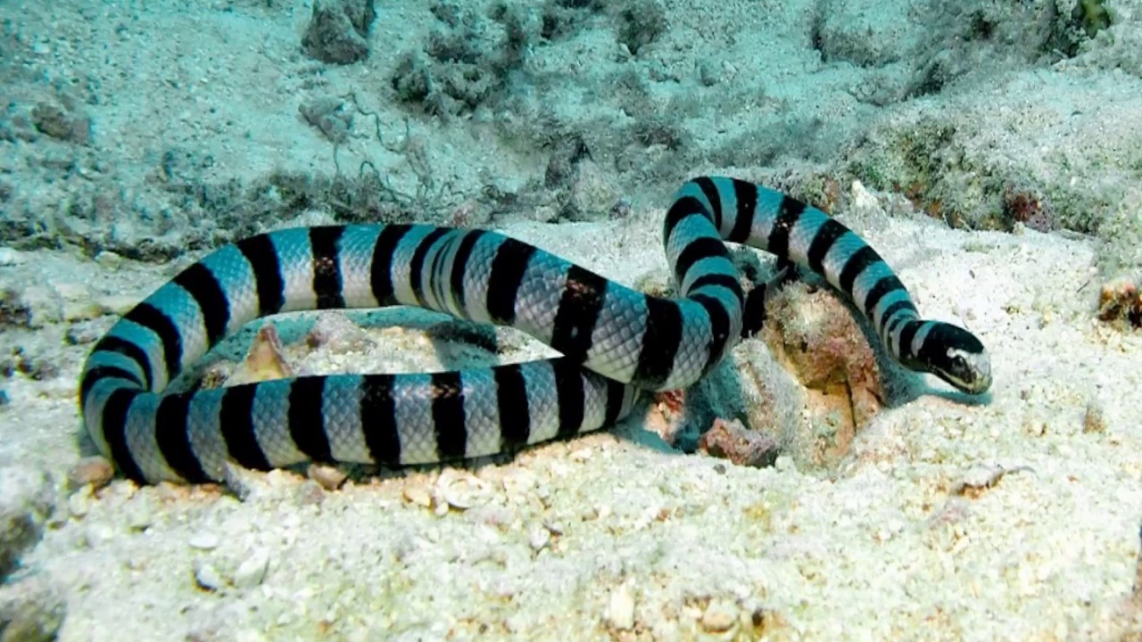 Sea Snakes