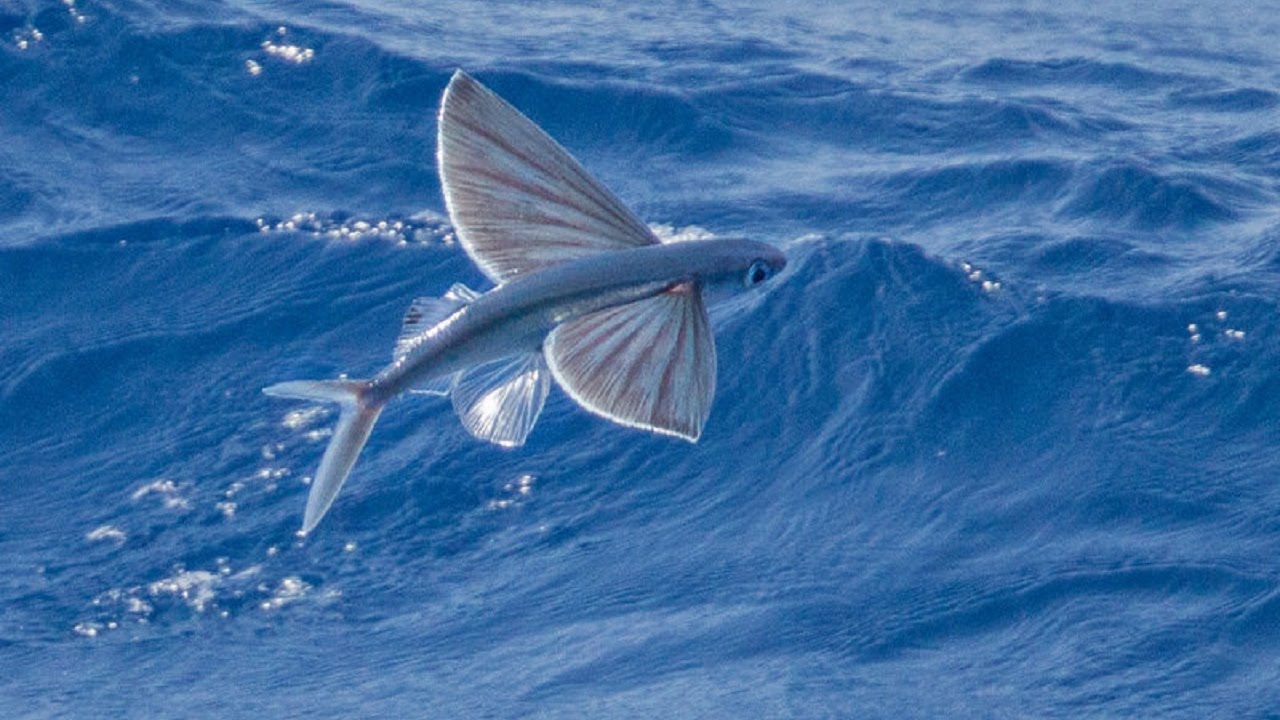 Flying fish