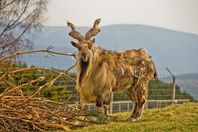 Markhor