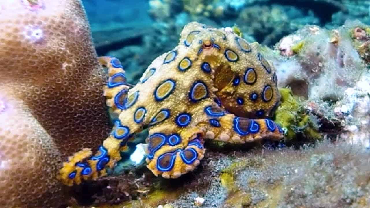 Blue-ringed octopus