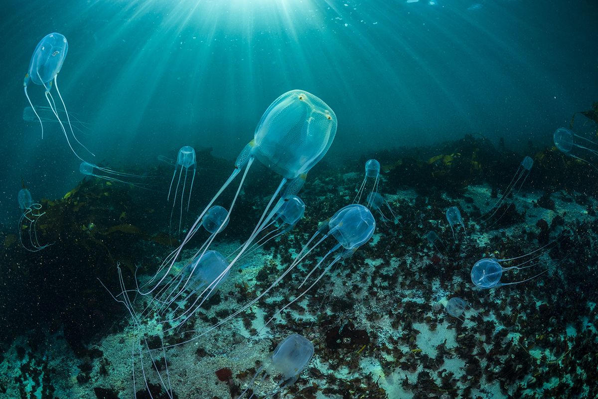 Sea Wasp Box Jellyfish