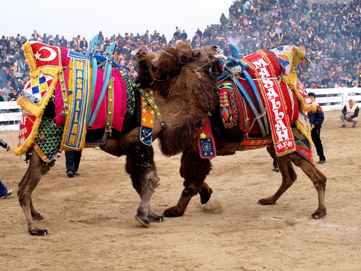 Camel Wrestling In Turkey