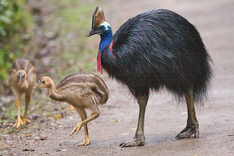 Cassowary