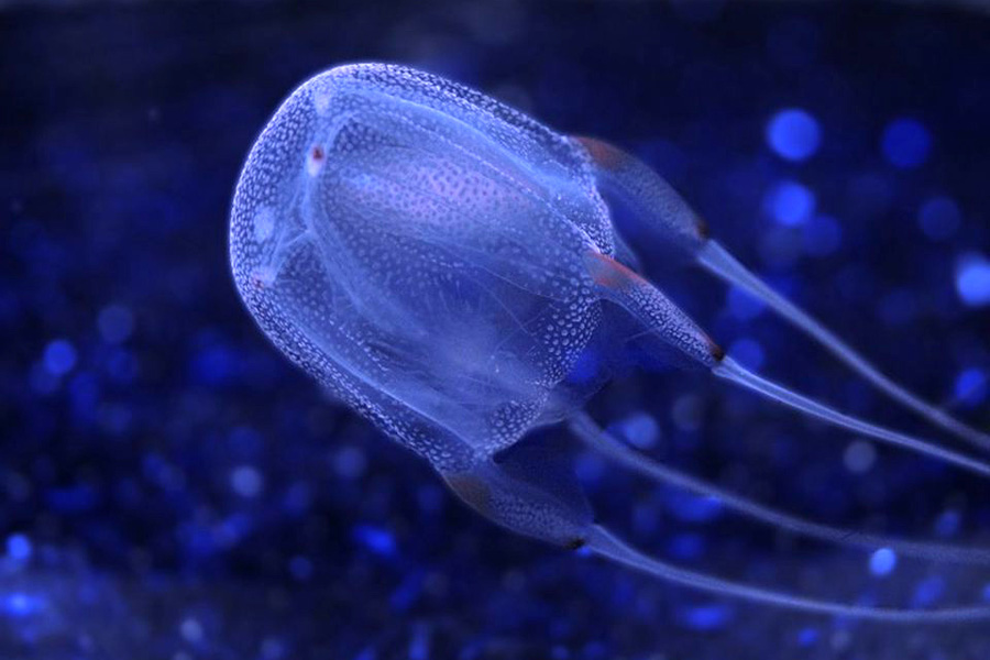  Box Jellyfish