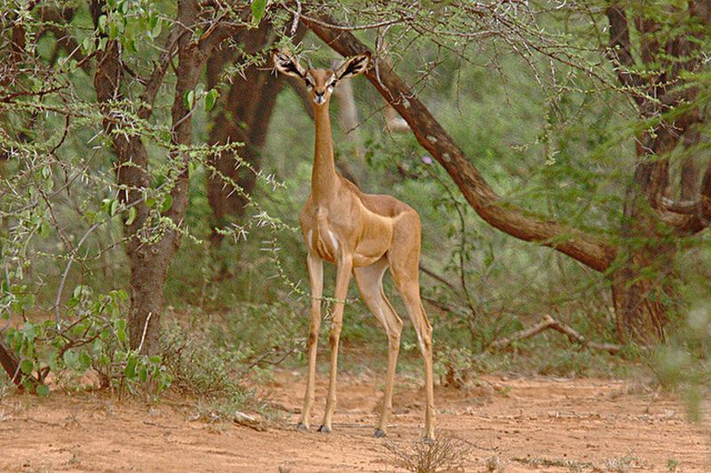 Gerenuk