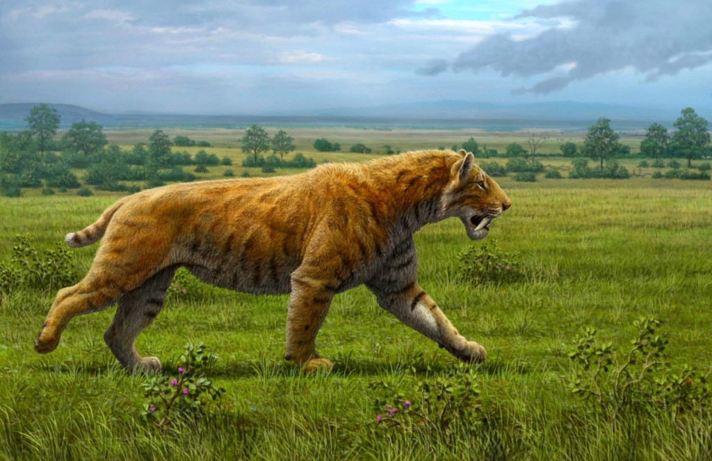 Saber Toothed Cats