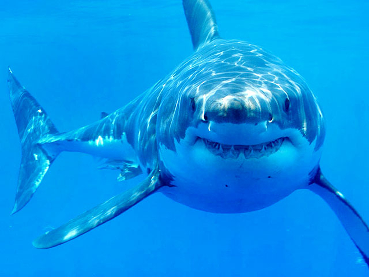 Great White Shark