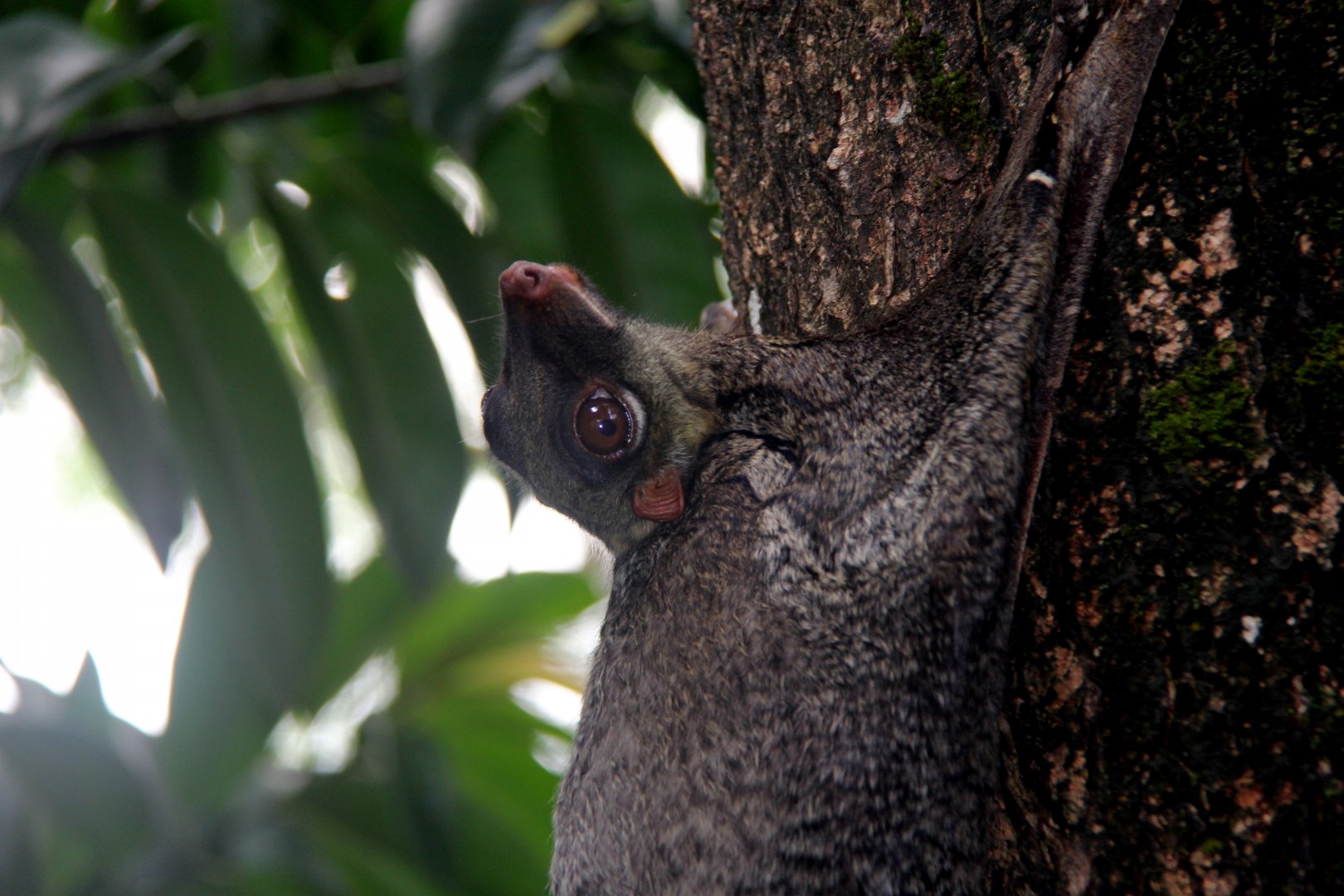 Sunda Flying Lemur