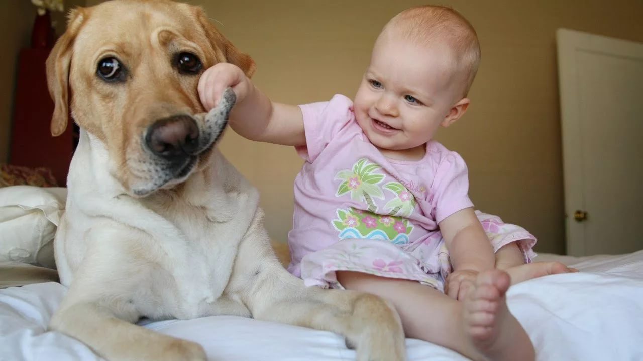 Dogs have the intelligence of a two-year-old child