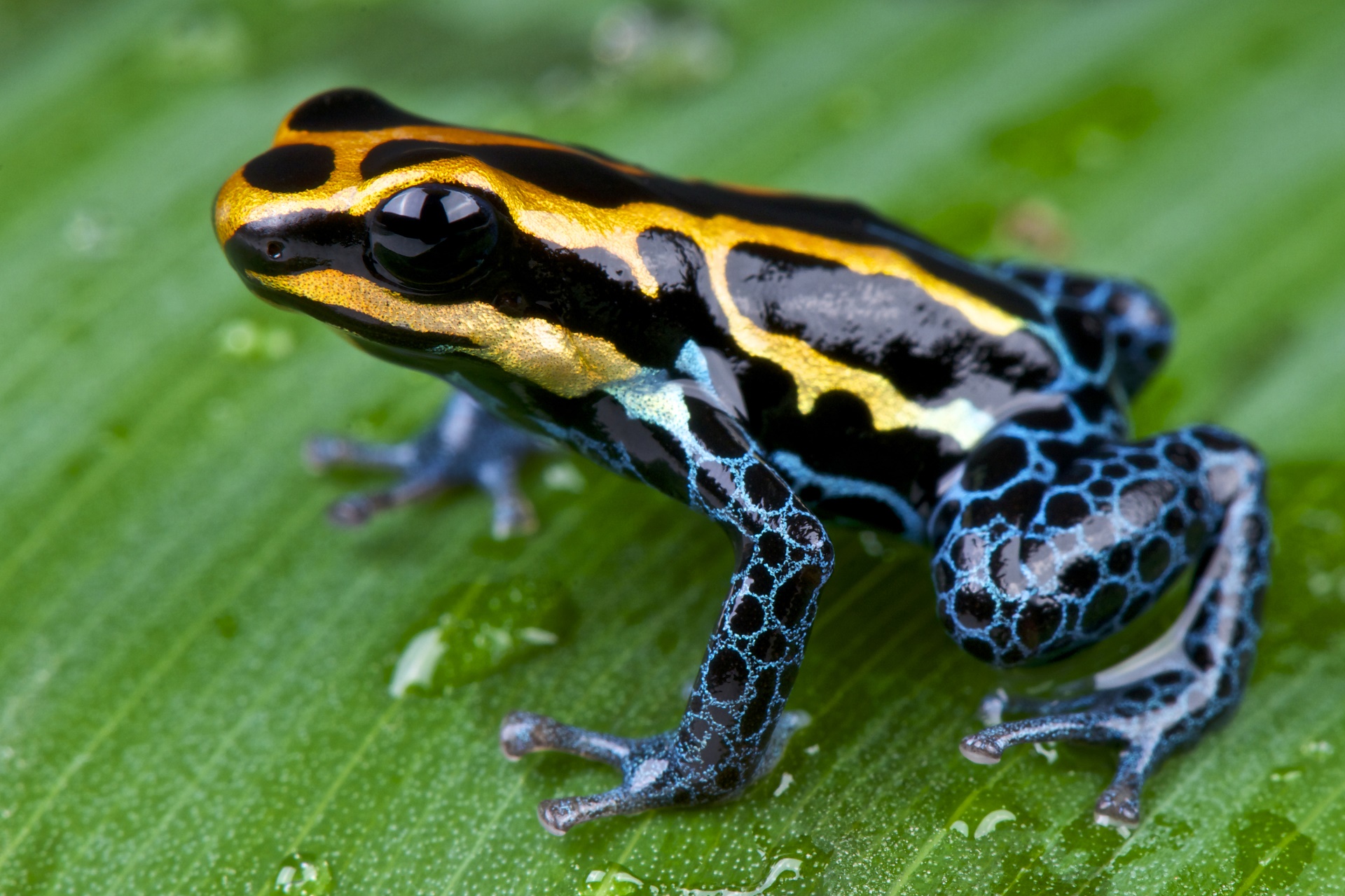 Poison dart frog