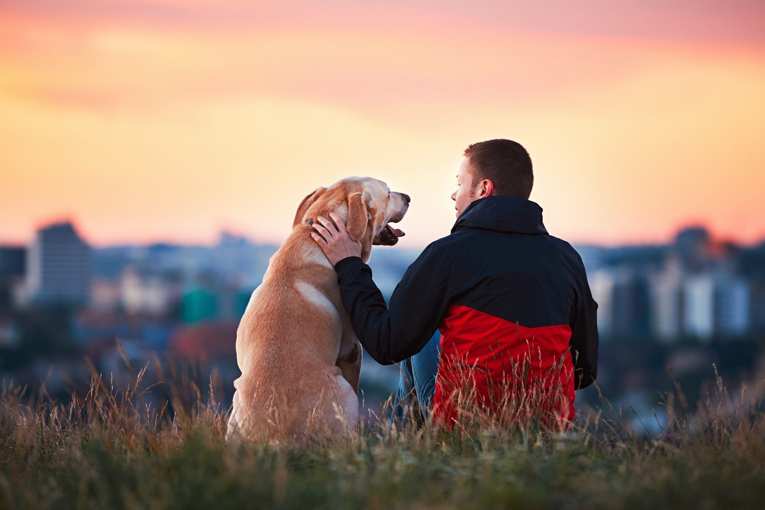 Dogs have the same visions as humans