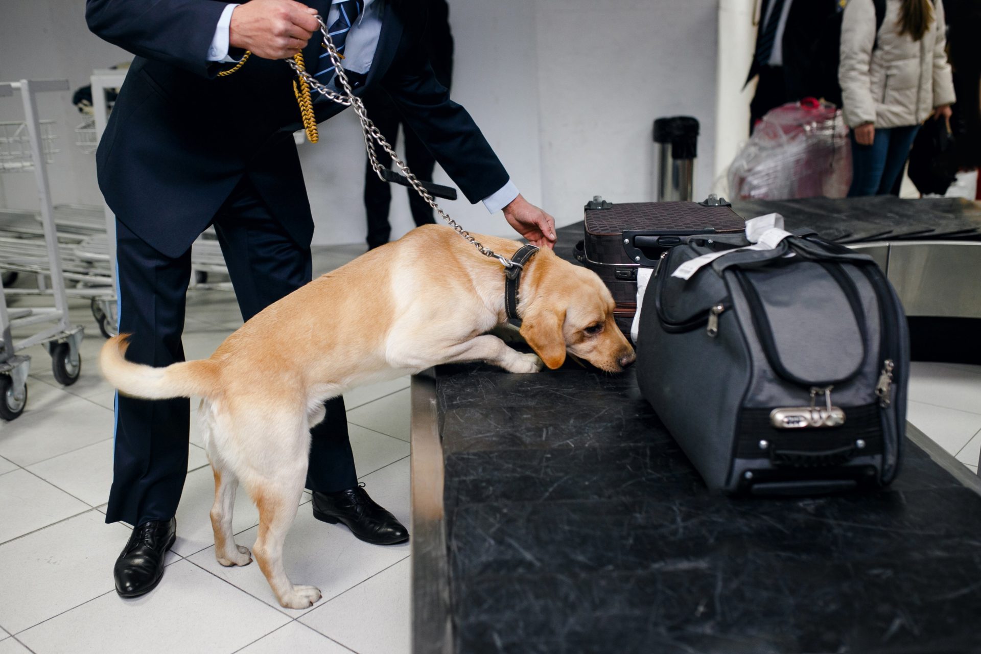 The sense of smell of a Bloodhound can be used as testimony in court