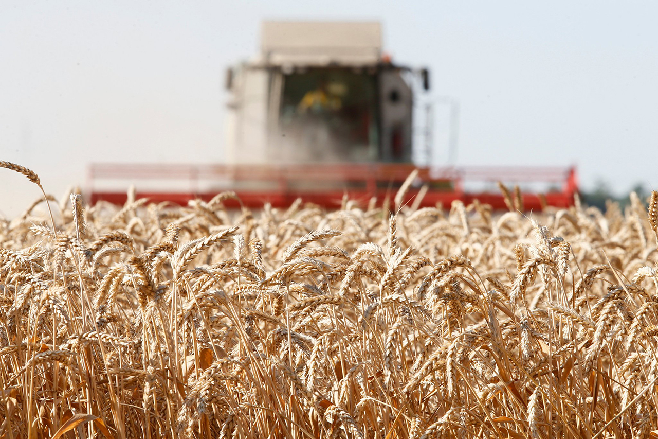 Grain Production