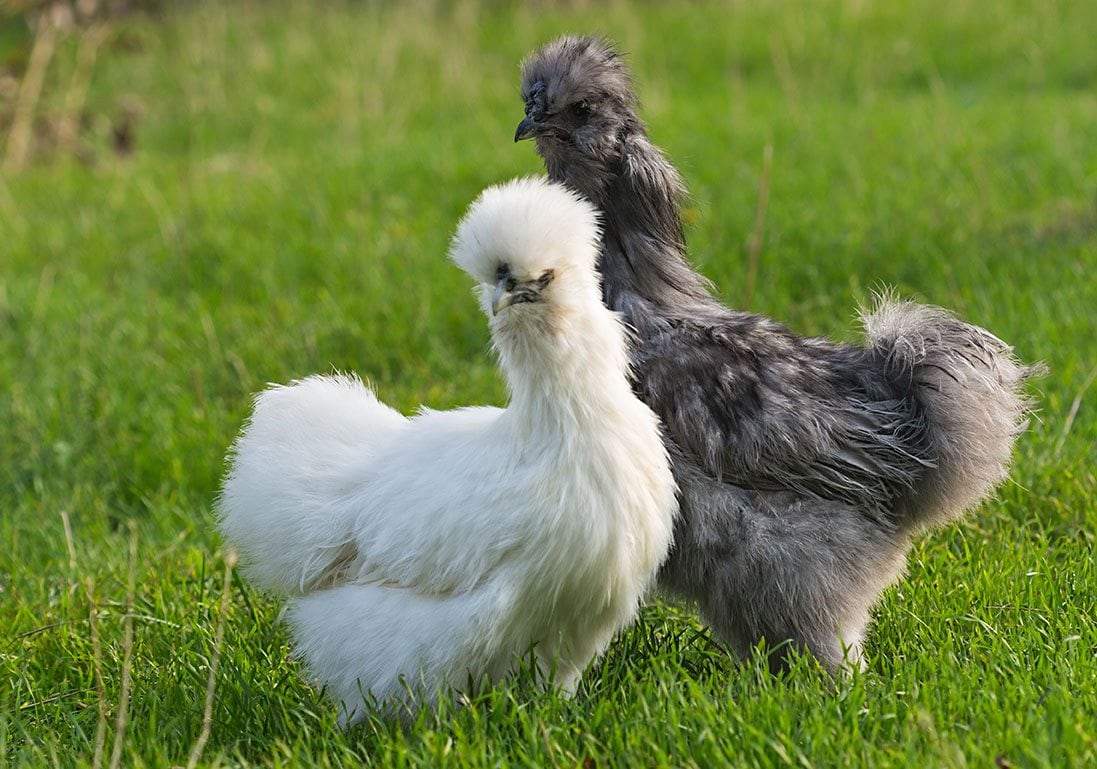 Silkie