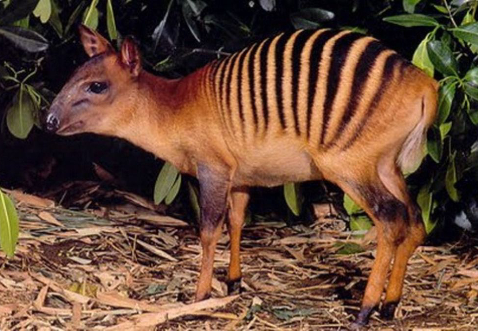 Zebra Duiker