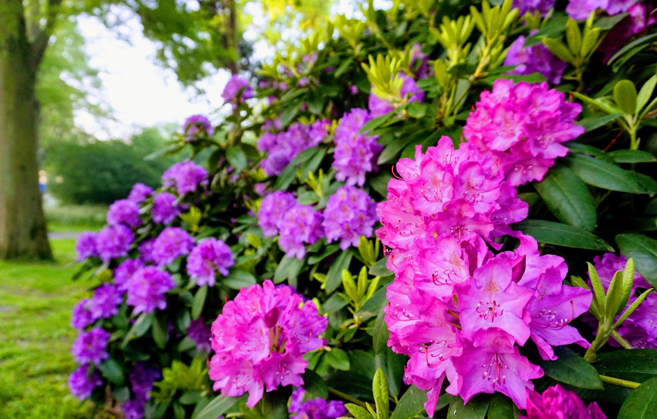 Rhododendron