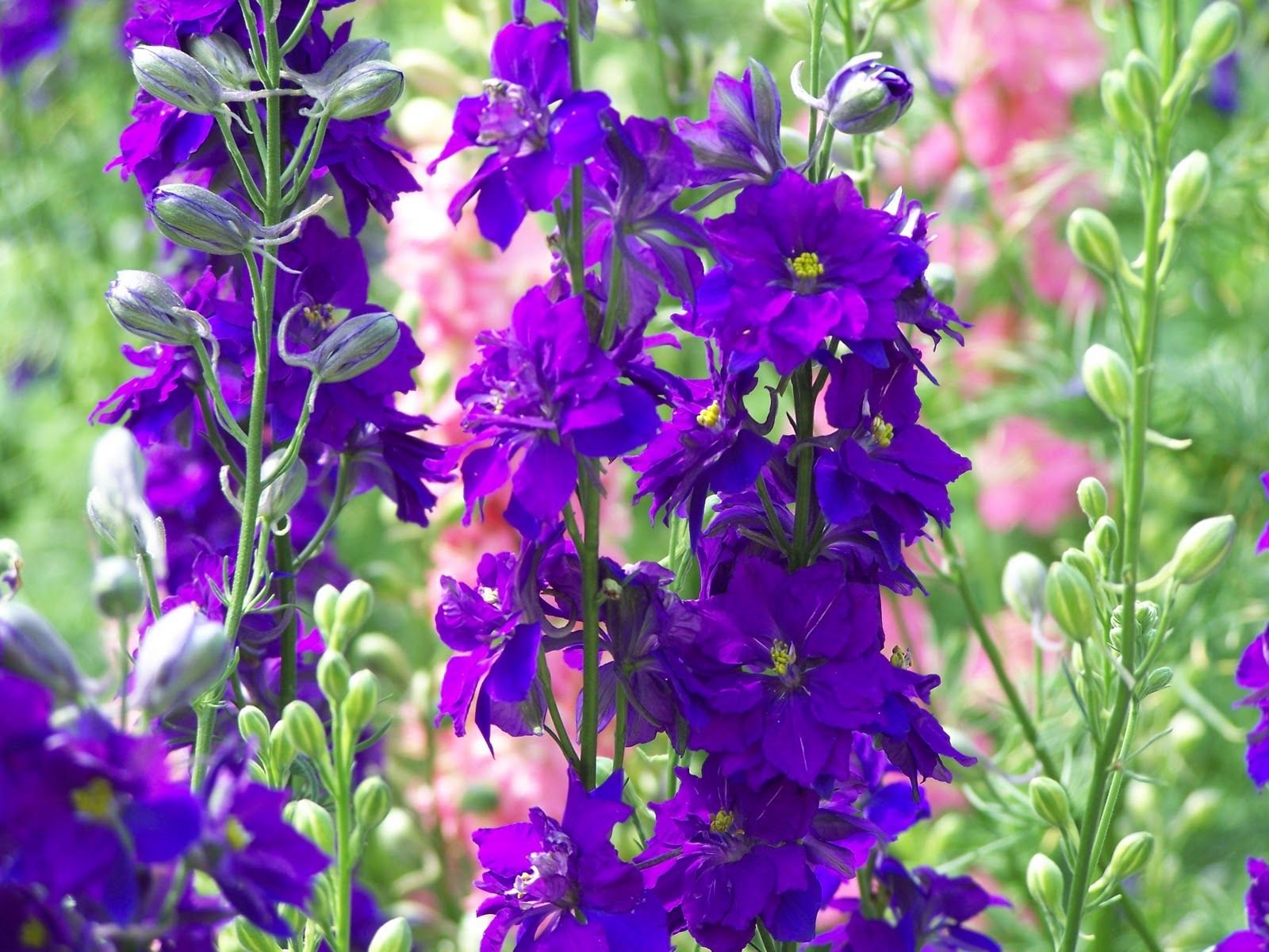 Delphinium Consolida (Larkspur)