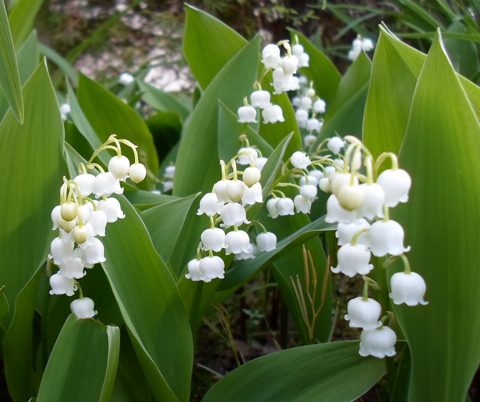Convallaria majalis (Lily of the Valley)