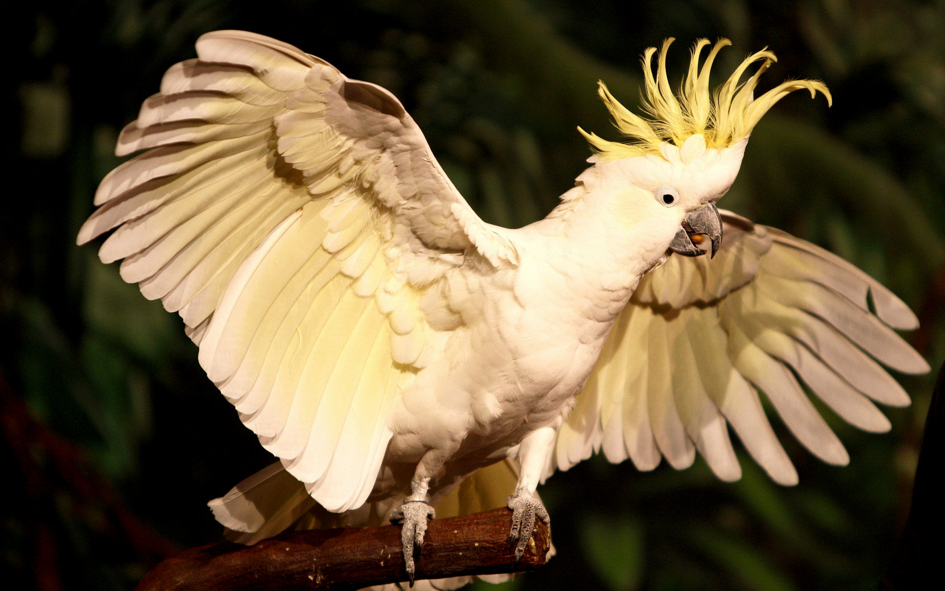 Sulphur Crested Cockatoo