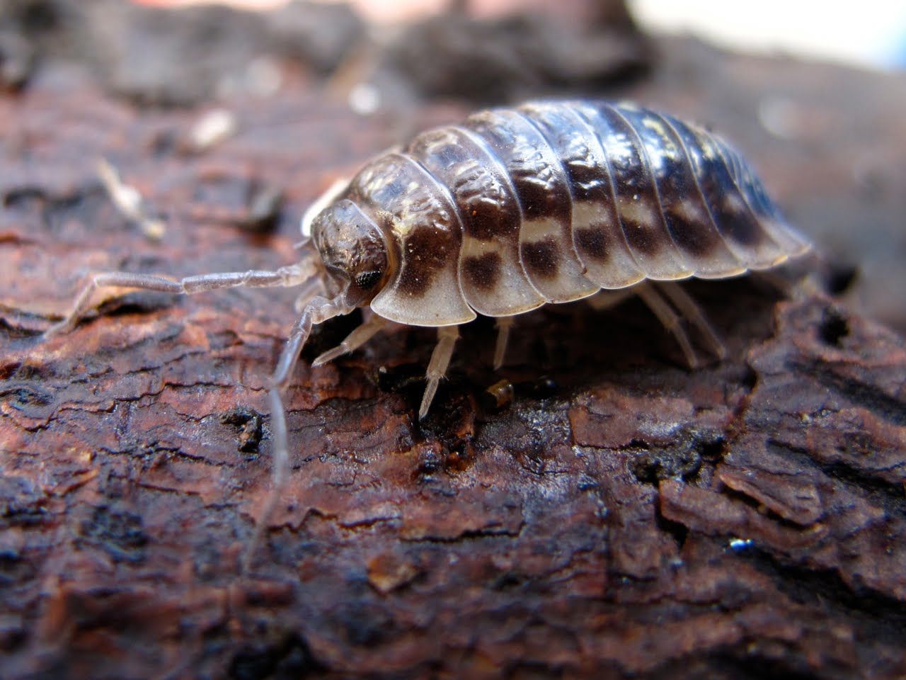 Woodlice (14)