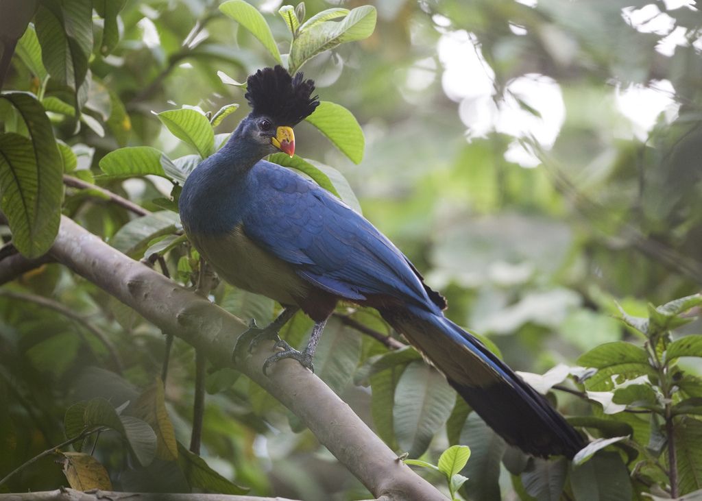 Great Blue Turaco