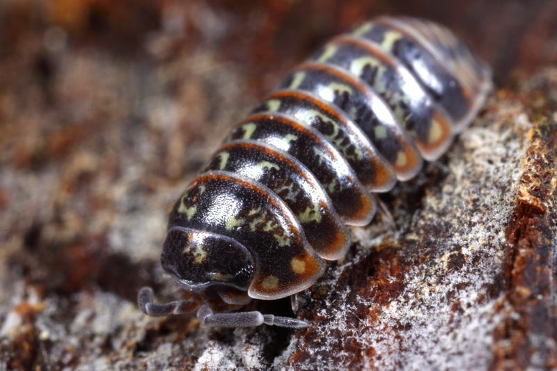 Woodlice (14)