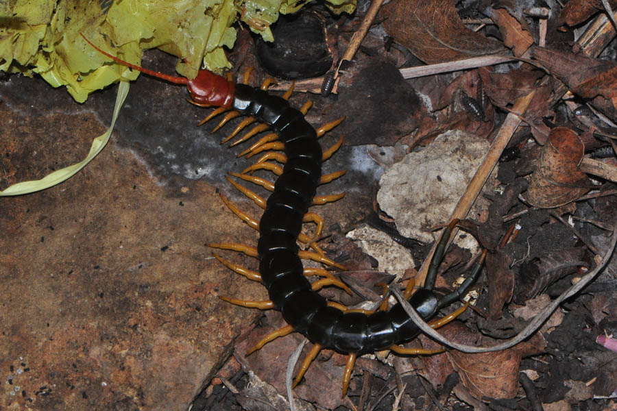 Centipede-Haploophilus subterraneus (178)