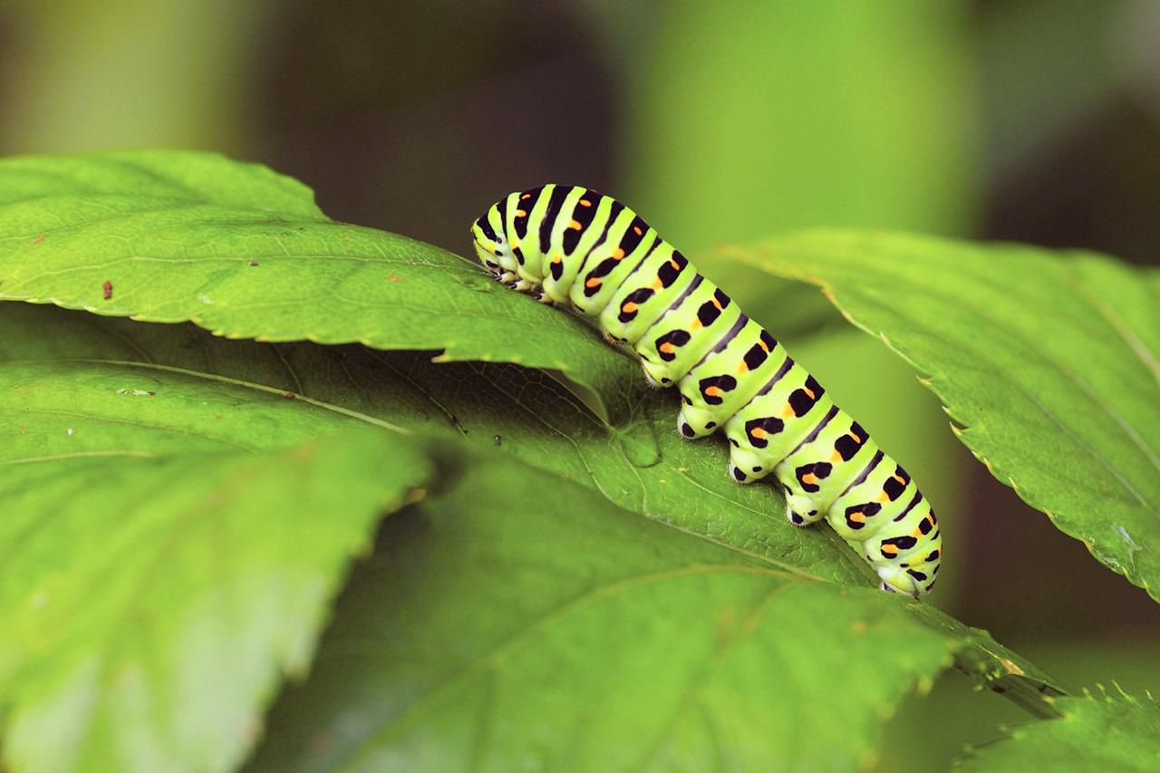 Caterpillar (16)