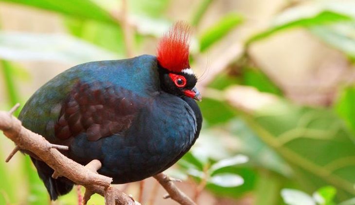 Crested Partridge