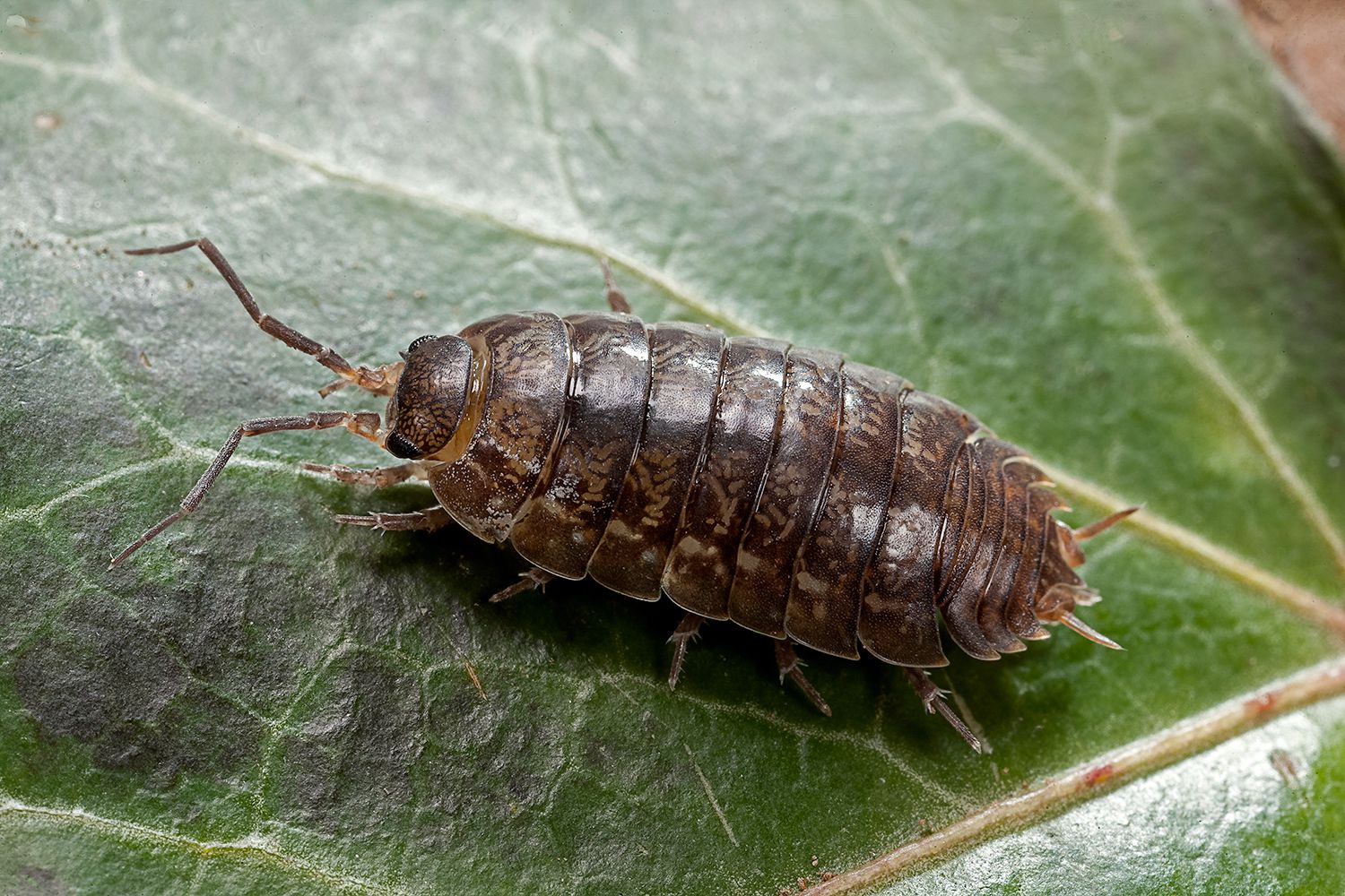 Woodlice (14)